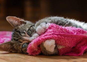 european shorthair, nature, cat, kitten, pet, young cat, animal, domestic cat, feline, domestic animal, mammal, fur, closeup, portrait, pink, cute, cat, cat, cat, cat, cat, pet, pet, pet, domestic cat, pink