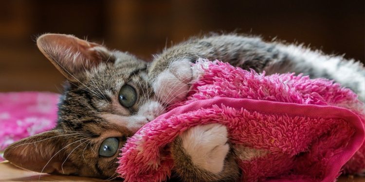 european shorthair, nature, cat, kitten, pet, young cat, animal, domestic cat, feline, domestic animal, mammal, fur, closeup, portrait, pink, cute, cat, cat, cat, cat, cat, pet, pet, pet, domestic cat, pink