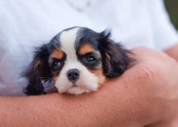 dog, puppy, cavalier king charles spaniel, pet, animal, canine, cute, puppy, puppy, nature, puppy, puppy, puppy, cavalier king charles spaniel, cavalier king charles spaniel, pet, pet, pet, pet, pet, cute, cute, cute