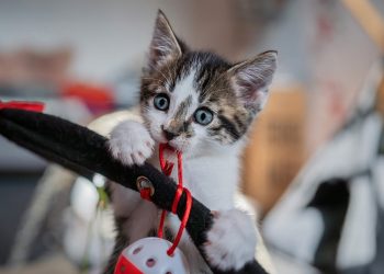 european shorthair, cat, kitten, animal, mammal, feline, cute, pet, domestic, nature, portrait, closeup, cat, cat, cat, cat, kitten, kitten, kitten, cute, cute, cute, pet, pet, pet, pet, pet