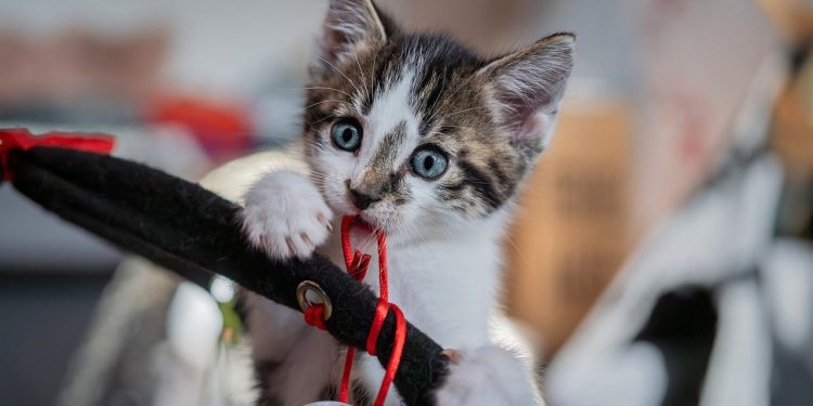 european shorthair, cat, kitten, animal, mammal, feline, cute, pet, domestic, nature, portrait, closeup, cat, cat, cat, cat, kitten, kitten, kitten, cute, cute, cute, pet, pet, pet, pet, pet
