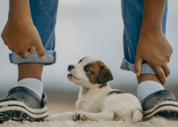 jack russell, puppy, mammal, dog, playing, cute, pet, playful, animal, nature, jack russell, mammal, dog, pet, pet, pet, pet, pet