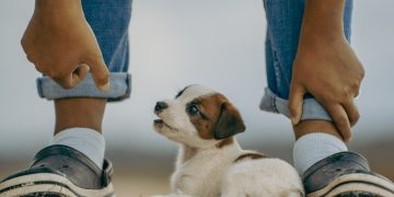 jack russell, puppy, mammal, dog, playing, cute, pet, playful, animal, nature, jack russell, mammal, dog, pet, pet, pet, pet, pet