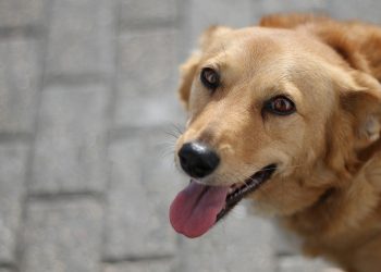 dog, animal, mammal, canine, pet, domestic, nature, portrait, happy, pet, pet, pet, pet, pet