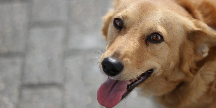 dog, animal, mammal, canine, pet, domestic, nature, portrait, happy, pet, pet, pet, pet, pet