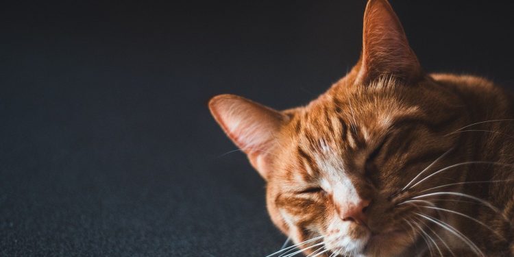 cat, feline, whiskers, pet, nature, orange male cat, male cat, animal, cat, cat, cat, cat, cat, pet, pet