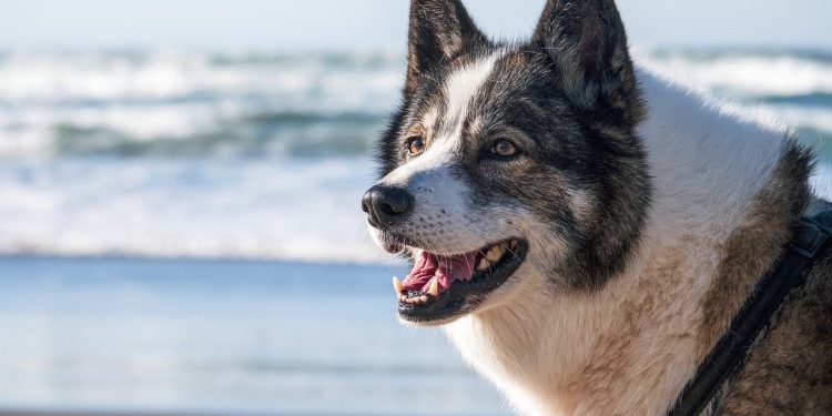 dog, beach, water, sand, coast, animal, pet, canine, outdoors, dog, dog, dog, nature, dog, dog, pet, pet, pet