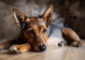 dog, animal, domestic animal, canine, pet, animal, animal, animal, animal, animal, nature, pet