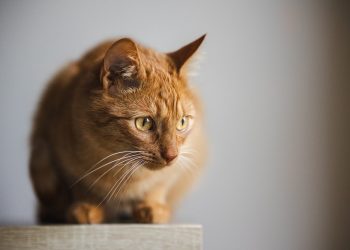 cat, kitten, animal, nature, tomcat, home, feline, pet