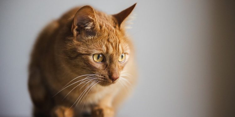 cat, kitten, animal, nature, tomcat, home, feline, pet