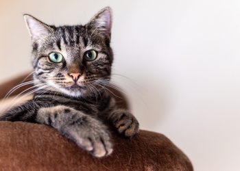 simba, cat, portrait, animal, cat photography, animals, pet, domestic cat, nature, cat, cat, cat, cat, cat