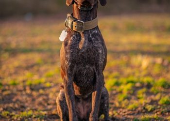 german shorthaired pointer, pointer, nature, gsp, dog, sunset, pet, canine, animal, german shorthaired pointer, german shorthaired pointer, german shorthaired pointer, german shorthaired pointer, german shorthaired pointer, dog, dog, dog, dog, dog, pet, pet, pet, pet, pet, canine