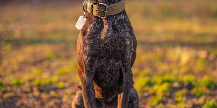 german shorthaired pointer, pointer, nature, gsp, dog, sunset, pet, canine, animal, german shorthaired pointer, german shorthaired pointer, german shorthaired pointer, german shorthaired pointer, german shorthaired pointer, dog, dog, dog, dog, dog, pet, pet, pet, pet, pet, canine