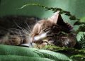 tomcat, cat, domestic cat, pet, european shorthair, tabby, animal, whiskers, sleeping