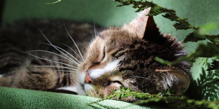 tomcat, cat, domestic cat, pet, european shorthair, tabby, animal, whiskers, sleeping