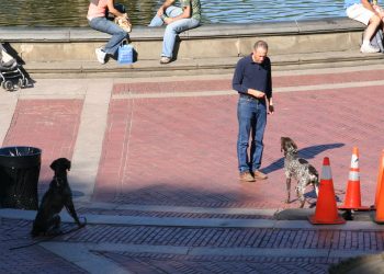 How to Stop Excessive Barking