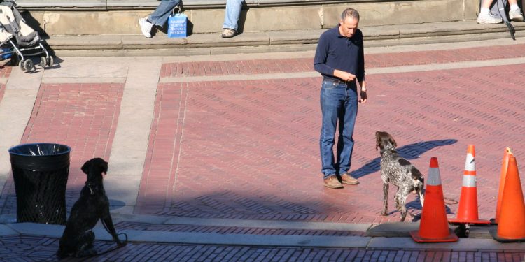 How to Stop Excessive Barking