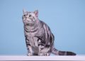 cat, nature, american shorthair, feline, mammal, animal, pet, domestic, cute