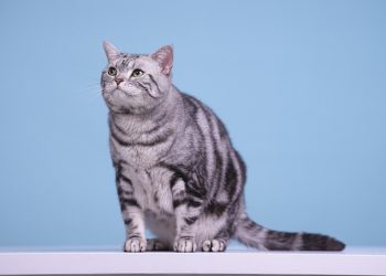 cat, nature, american shorthair, feline, mammal, animal, pet, domestic, cute