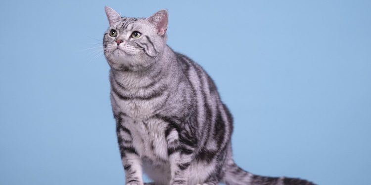 cat, nature, american shorthair, feline, mammal, animal, pet, domestic, cute
