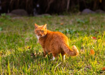 cat, feline, animal, pose, nature, pet, portrait