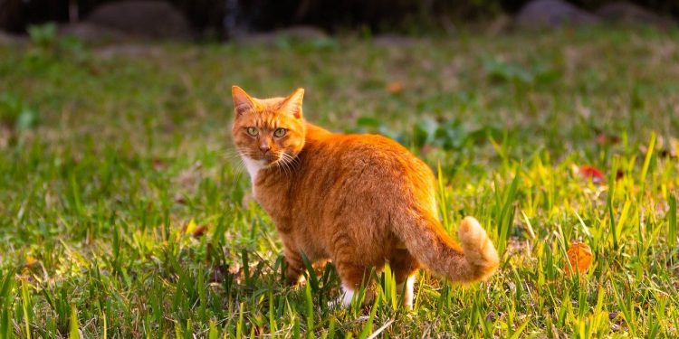 cat, feline, animal, pose, nature, pet, portrait