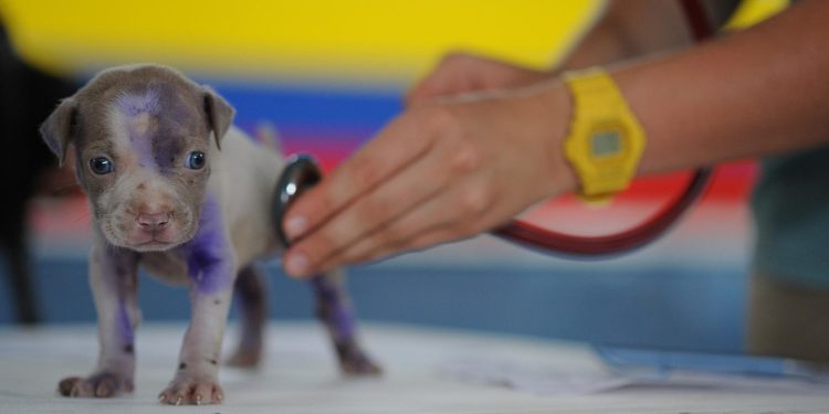 dog, pet, animal, puppy, canine, vet, veterinarian, medical care, checking heart, stethoscope, cute, little, vet, vet, vet, vet, vet, veterinarian, veterinarian, veterinarian, veterinarian