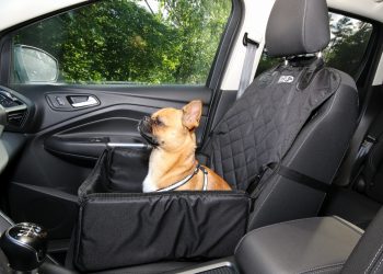 How to Travel with Pets by Plane: Ensuring a Safe and Comfortable Journey