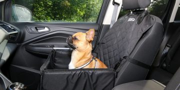 How to Travel with Pets by Plane: Ensuring a Safe and Comfortable Journey