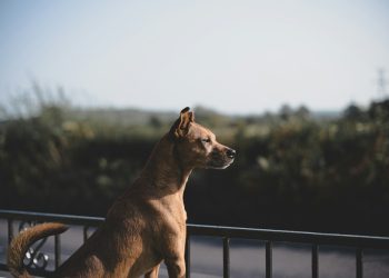 brown short coat medium dog standing on black metal fence during daytime