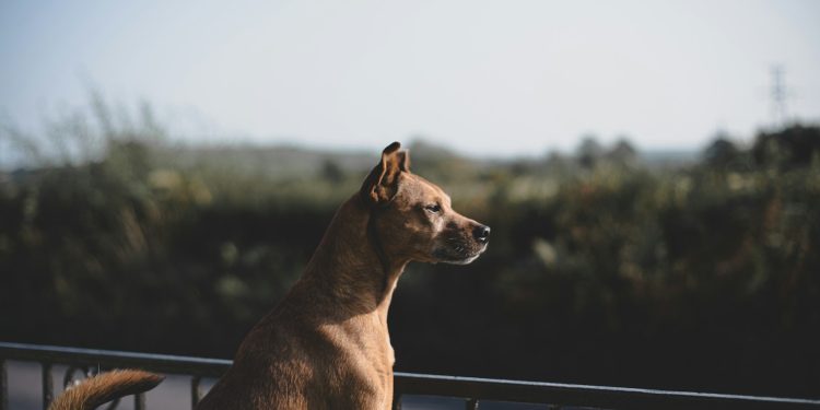 brown short coat medium dog standing on black metal fence during daytime